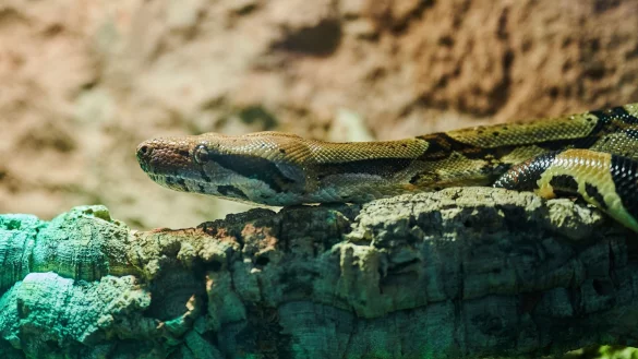 Hohe Kosten, begrenzter Platz: Das Tierheim Berlin muss wegen der vielen Anfragen einige exotische Tiere ablehnen. - &copy; Annette Riedl/dpa