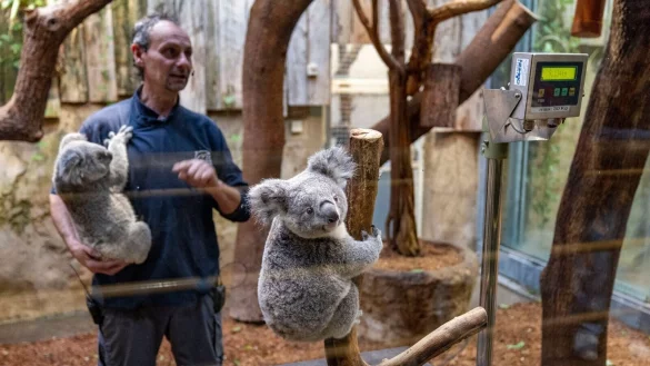 Tierpfleger Mario Chindemi wiegt das m&auml;nnliche Juntier Erlinga, auf seinem Arm das Weibchen Yunga. - &copy; Christoph Reichwein/dpa