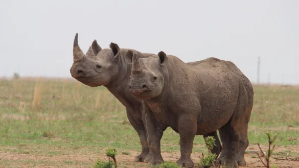 Nash&ouml;rner standen bei den Verhandlungen der Artenkonferenz am Montag im Mittelpunkt. - &copy; J&uuml;rgen B&auml;tz/dpa/Archiv