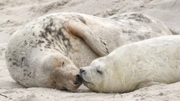 Eine junge Kegelrobbe und das Muttertier liegen am Strand von Helgoland. - &copy; Bodo Marks/dpa