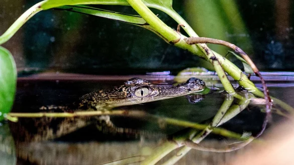 Ein Beulenkrokodilbaby schwimmt in der Tropenhalle des &laquo;Seelter Reptilienhuus&raquo;, einem privat gef&uuml;hrten Zoo im nieders&auml;chsischen Saterland, durch das Wasser. - &copy; Hauke-Christian Dittrich/dpa
