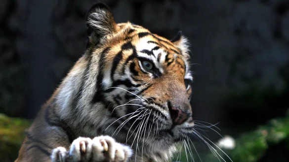 Ein Sumatra-Tiger im Zoo von Surabaya, Indonesien. Ein Tiger dieser Art hat einen Mann angegriffen. - &copy; Fully Handoko/EPA/dpa
