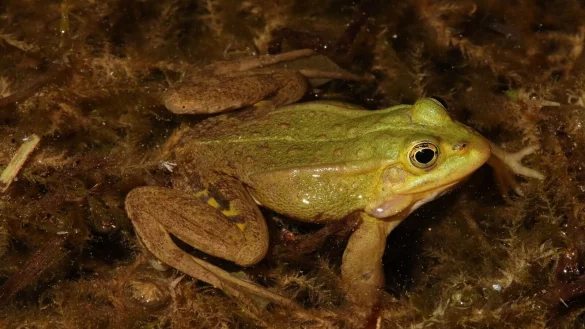 Der Kleine Wasserfrosch ist von der Deutschen Gesellschaft f&uuml;r Herpetologie und Terrarienkunde (DGHT) zum &laquo;Lurch des Jahres&raquo; ernannt worden. - &copy; Axel Kwet/DGHT/dpa