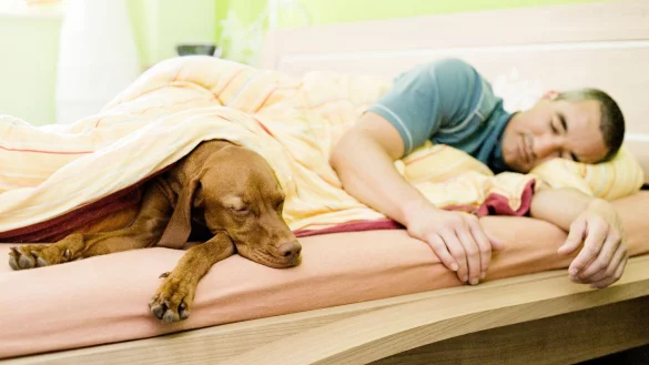 Manche Hundehalter lieben es, wenn der Hund mit in ihrem Bett schl&auml;ft. Wenn man es ihm als Welpe erlaubt hat, ist es schwierig, ihm das sp&auml;ter wieder abzugew&ouml;hnen, aber machbar. - &copy; Monique W&uuml;stenhagen/dpa-tmn