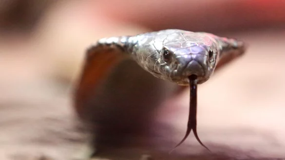 Eine giftige arabische Kobra kriecht im Terrazoo Rheinberg durch ihr Terrarium. - © Roland Weihrauch/dpa/Archivbild