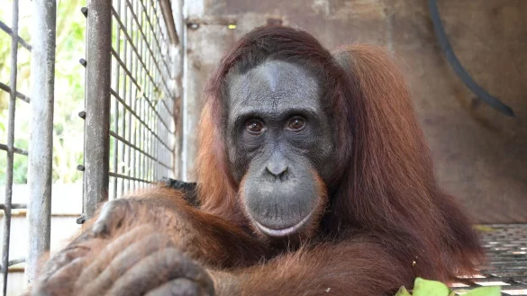Orang-Utan Gonzales. BOS hat vor wenigen Tagen den 500. Menschenaffen im Nationalpark Bukit Baka Bukit Raya in Zentral-Kalimantan, dem indonesischen Teil von Borneo, ausgewildert. - &copy; BOS Foundation/dpa