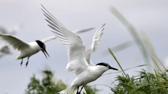 Brandseeschwalben haben ein wei&szlig;es Gefieder, silbergraue Oberfl&uuml;gel, einen schwarzen Schnabel mit gelber Spitze und einen schwarzen Federschopf. - &copy; Harro M&uuml;ller/dpa