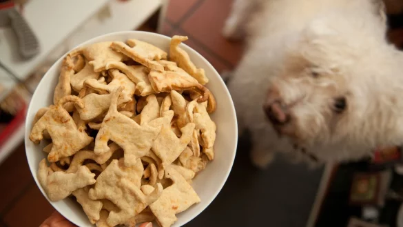 Zum Futtern gern hat das H&uuml;ndchen Kekse in Katzenform. Man kann nat&uuml;rlich auch ein anderes Motiv w&auml;hlen. - &copy; Armin Weigel/dpa/dpa-tmn