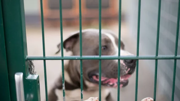 Ein Hund steht in seinem Zwinger im Tierheim. Seit Jahren steigt in Tierheimen die Zahl von verhaltensauff&auml;lligen Hunden, die vor ihrer Vermittlung in ein neues Zuhause erst aufw&auml;ndig und kostspielig therapiert werden m&uuml;ssen. - &copy; Andreas Arnold/dpa