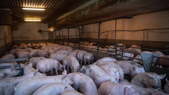 Ein Schweinestall in Niedersachsen. - &copy; Sina Schuldt/dpa