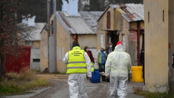 Tier&auml;rzte haben Zehntausende Enten aus dem Zuchtbetrieb Mavela Dyn&iacute;n entfernt, da dort die Vogelgrippe festgestellt wurde. - &copy; Pavl&iacute;&egrave;ek Lubo?/CTK/dpa