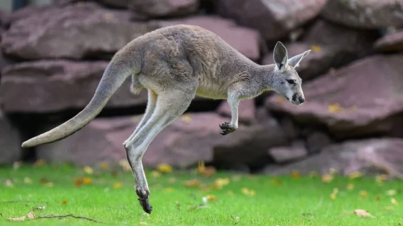 Ein Rotes Riesenk&auml;nguru springt &uuml;ber die Wiese der neuen Anlage. - &copy; Robert Michael/dpa
