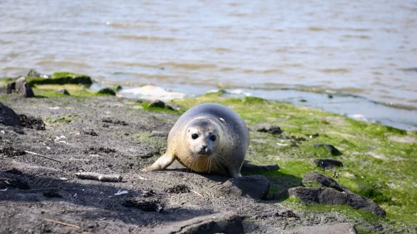 Der frisch ausgewilderte Seehund Paul liegt am Ufer. - &copy; Jonas Walzberg/dpa
