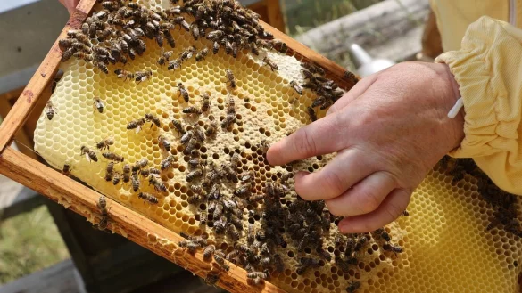 Dank sonniger Tage haben Deutschlands Imker trotz der extremen Trockenheit in diesem Jahr deutlich mehr Honig geerntet als im verregneten Vorjahr. - &copy; Bodo Schackow/dpa