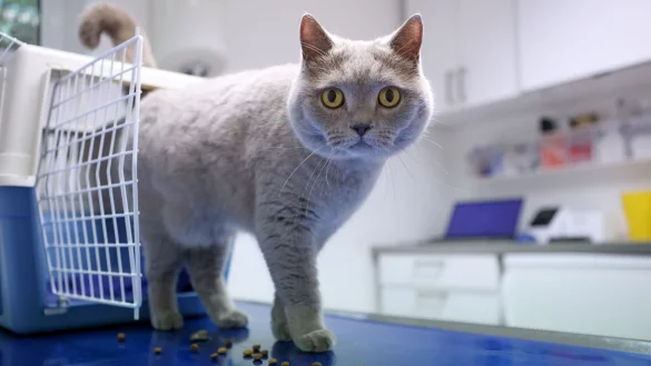 Bevor die neue Geb&uuml;hrenordnung f&uuml;r Tier&auml;rzte am 22. November in Kraft tritt, denkt so mancher &uuml;ber eine Tierkrankenversicherung nach. - &copy; Karolin Kr&auml;mer/dpa-tmn