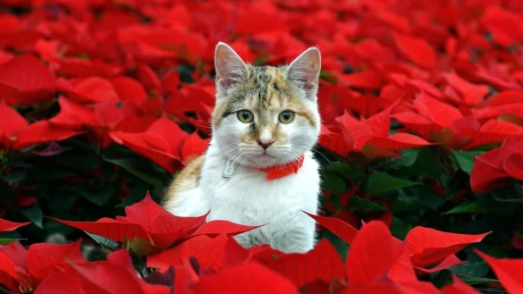 Fehlt ihnen Katzengras, k&ouml;nnen Katzen schon mal an anderen Zimmerpflanzen knabbern - etwa am Weihnachtsstern. Aber das ist ungesund. - &copy; Patrick Pleul/dpa-Zentralbild/dpa-tmn