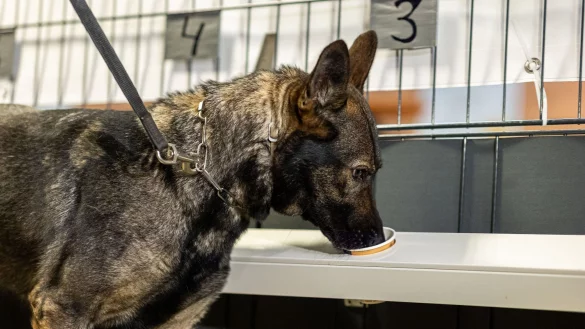 Corona-Sp&uuml;rh&uuml;ndin Bea (Deutscher Sch&auml;ferhund) schn&uuml;ffelt in Probenbeh&auml;ltern in der Teststation. - &copy; Michael Matthey/dpa
