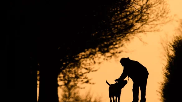 Hundebesitzer wissen, dass die N&auml;he ihres Haustiers Balsam f&uuml;r die Seele sein kann. Kann ein Pl&uuml;schtier &auml;hnlich wirken? - &copy; Julian Stratenschulte/dpa