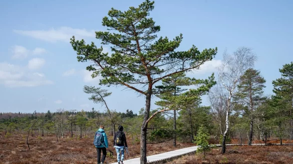 Zwei Frauen gehen auf dem Naturlehrpfad durchs Schwarze Moor in der Rh&ouml;n am Dreil&auml;ndereck Hessen, Bayern und Th&uuml;ringen. - &copy; Daniel Vogl/dpa