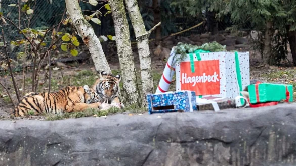 Die Tigerkinder Rida und Daria fallen &uuml;ber ihre verfr&uuml;hten Nikolaus-Geschenke her. - &copy; Georg Wendt/dpa