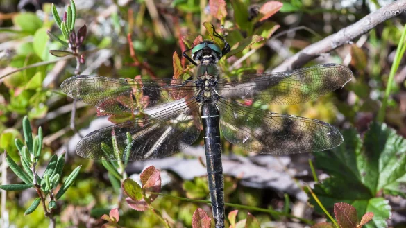 Eine weibliche Alpen-Smaragdlibelle. Die vom Aussterben bedrohte Alpen-Smaragdlibelle ist die &laquo;Libelle des Jahres 2023&raquo;. - &copy; Michael Post/BUND/dpa