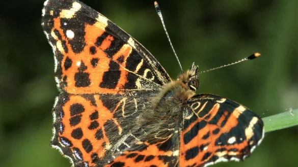 Das Insekt des Jahres 2023 in Deutschland, &Ouml;sterreich und der Schweiz ist der Tagfalter Landk&auml;rtchen (Araschnia levana). - &copy; Wiemers/Senckenberg/dpa