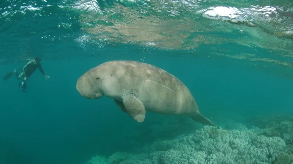Ein Dugong schwimmt in den Lagunen vor Neukaledonien. - &copy; Christian Grondin/Xinhua/dpa