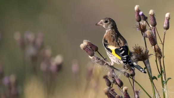 Wer Karden im Garten hat, wird Stieglitze (Distelfinken) entdecken. - &copy; Sebastian Gollnow/dpa/dpa-tmn