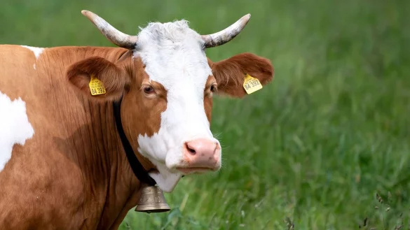 Eine Kuh steht auf einer Weide. Sie tr&auml;gt eine traditionelle Glocke um den Hals. - &copy; Sven Hoppe/dpa