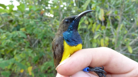 Ein m&auml;nnlicher Wakatobi-Nektarvogel (Cinnyris infrenatus). - &copy; Nicola Marples, David Kelly/Trinity College Dublin/dpa