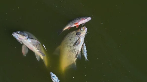 Tote Fische treiben im August 2022 im deutsch-polnischen Grenzfluss Oder. - &copy; Patrick Pleul/dpa