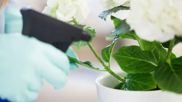 Erh&ouml;ht man mit dem Nebel aus einer Spr&uuml;hflasche die Luftfeuchtigkeit direkt um eine Zimmerpflanze, ist sie besser vor Spinnmilben gesch&uuml;tzt. - &copy; Christin Klose/dpa-tmn