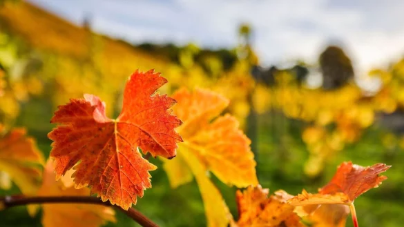 Goldener Oktober mit Sonne und Wärme: Bunt gefärbte Weinblätter hängen an einem Rebstock in Königswinter. - © Oliver Berg/dpa