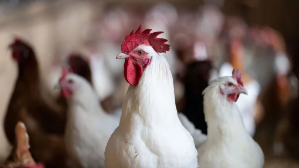 Ein Hahn steht in einem Stall. - &copy; Marijan Murat/dpa/Symbolbild