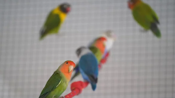 Wellensittiche sollten in einer separaten Voliere bleiben und eher nicht mit Kanarienv&ouml;geln oder Prachtfinken in einer WG leben. - &copy; Marcus Brandt/dpa/dpa-tmn