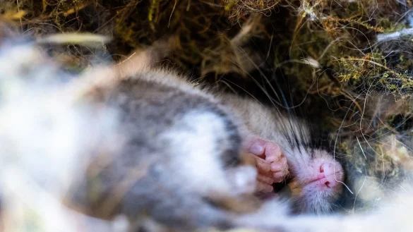 Eingeh&uuml;llt in Moos, Federn und kleinen Zweigen liegt ein Gartenschl&auml;fer in einem Meisenkasten im Winterschlaf. - &copy; Peter Zschunke/dpa