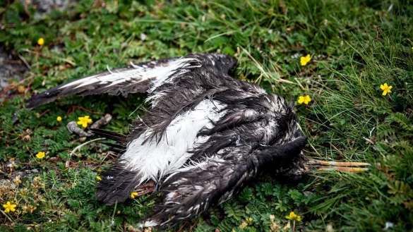 Ein toter Vogel liegt am Deich der zu Hamburg geh&ouml;renden Insel Neuwerk. - &copy; Sina Schuldt/dpa