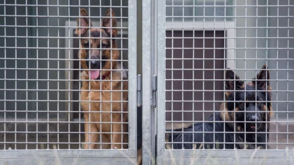 Zwei Sch&auml;ferhunde blicken im Tierheim aus ihrem Zwinger. - &copy; Christoph Schmidt/dpa/Symbolbild