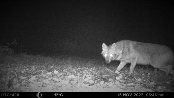 Eine Wildkamera hat bei Hamm einen Goldschakal fotografiert. - &copy; Thorsten Vo&szlig;hage/LANUV NRW/dpa/Archivbild
