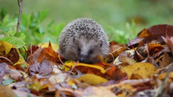 Sie wollen, dass Igel sich bei Ihnen wohlf&uuml;hlen? Dann sorgen Sie mit etwas &laquo;Unordnung&raquo; im Garten f&uuml;r geeigneten Unterschlupf. - &copy; Karl-Josef Hildenbrand/dpa/dpa-tmn