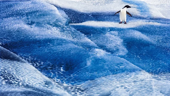 Ein Adeliepinguin steht auf einem blauen Eisberg im Rossmeer. Die Antarktis ist in Gefahr, und mit ihr die gesamte Erde. Denn die Lebensr&auml;ume des Planeten sind miteinander verbunden. - &copy; John B. Weller/dpa