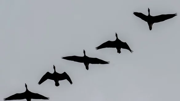 Nordische Wildg&auml;nse fliegen kurz vor Sonnenuntergang &uuml;ber dem Blankensee. - &copy; Monika Skolimowska/dpa-Zentralbild/dpa