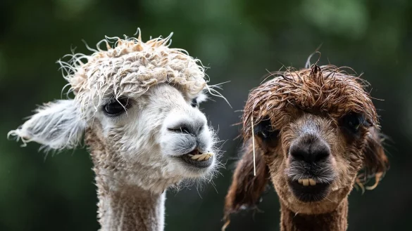 Alpakas stehen auf einer Weide im Braunlager Kurpark. An immer mehr Orten werden Wanderungen mit Alpakas oder anderen Tieren angeboten. - &copy; Swen Pf&ouml;rtner/dpa