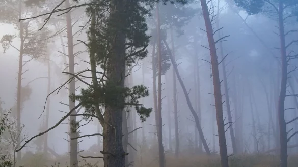 Nebel zieht am fr&uuml;hen Morgen durch einen Kiefernwald. - &copy; Patrick Pleul/dpa/Symbolbild