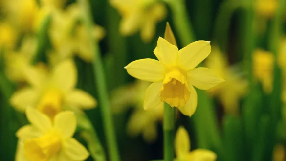 Narzissen erbl&uuml;hen zwar erst im Fr&uuml;hling, aber ihre Zwiebeln m&uuml;ssen schon im Herbst in die Erde gesetzt werden. - &copy; Andrea Warnecke/dpa-tmn