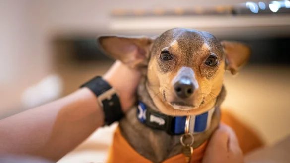 Ein Hund sitzt auf dem Scho&szlig; eines Mannes. - &copy; Fabian Sommer/dpa/Symbolbild