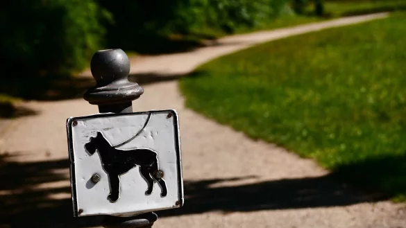 Nach sieben Jahren ist ein verschollener Hund in Wien wieder aufgetaucht (Symbolbild). - &copy; picture alliance / dpa