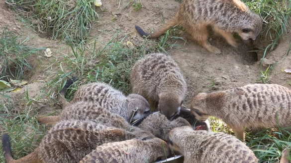 Erdm&auml;nnchen fressen in ihrem Gehege im K&ouml;lner Zoo aus einem Napf. - &copy; Sascha Thelen/dpa