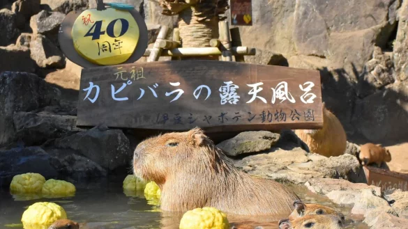 Wasserschweine im hei&szlig;en Bad des Zoo Izu Shaboten. - &copy; -/Izu Shaboten Zoo/dpa