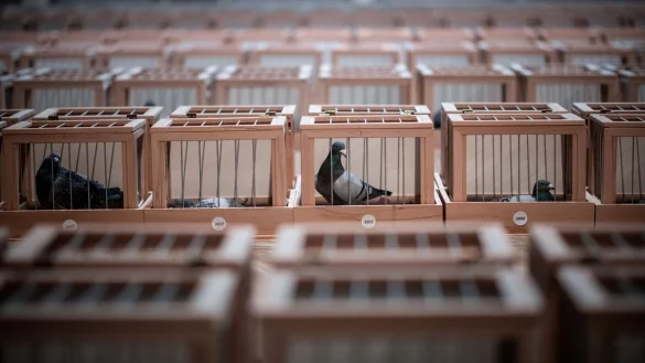Tauben sitzen in der Messehalle in K&auml;figen. - &copy; Fabian Strauch/dpa/Archivbild